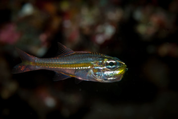 Fototapeta premium Yellow-Band Cardinalfish Apogon nanus