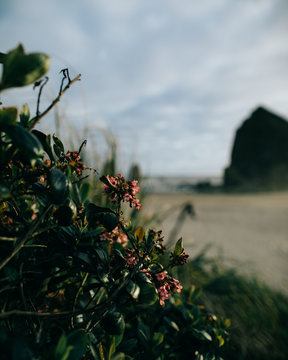 Flowering plant at beach
