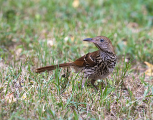 Brown Thrasher looking for seeds in the grass