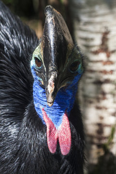 Casuaris close up