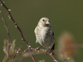 European goldfinch (Carduelis carduelis)
