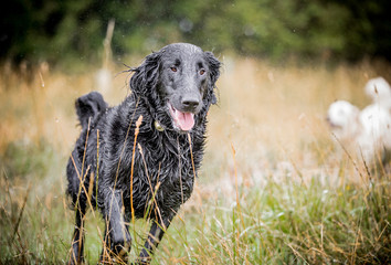 The Flat Coated Retriever