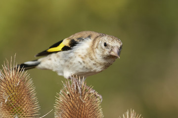 European goldfinch (Carduelis carduelis)