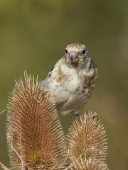 European goldfinch (Carduelis carduelis)