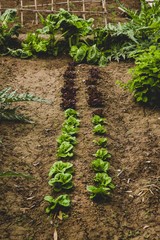 Flowers, plants and vegetables in an orchard.