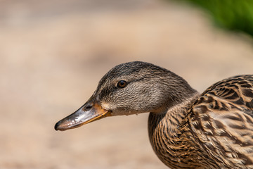 Duck in the pond