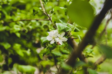 Flowers, plants and vegetables in an orchard.