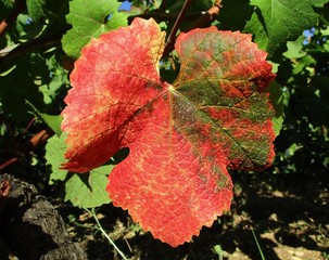 Gros plan d'une feuille de vigne rouge isolée sur le cep