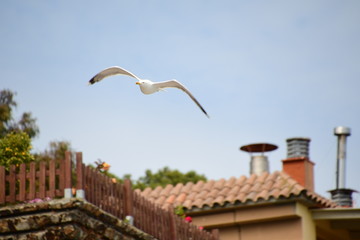 Observar desde el aire el mar, así hace la gaviota con una sensación de libertad absoluta.