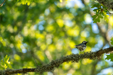 Bird sitting on a tree branch 