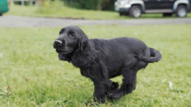 Cure playful happy puppy runs along side camera