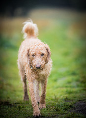 The Golden Labradoodle