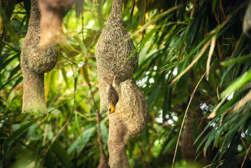 Nature of Wildlife - Weaver Birds Catching on the Nest that Hanging on Bamboo Tree in the Forest