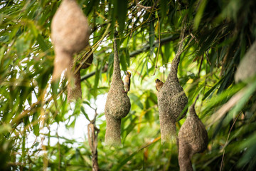 Fototapeta na wymiar Nature of Wildlife - Weaver Birds Catching on the Nest that Hanging on Bamboo Tree in the Forest