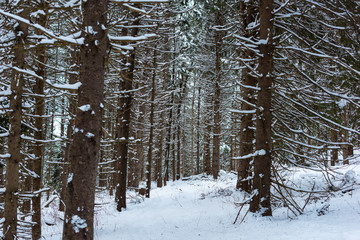Snowy forest