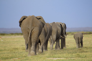 Afrikanischer Elefant (Loxotonta africana) Gruppe von hinten