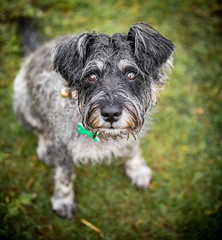 The Miniature Schnauzer