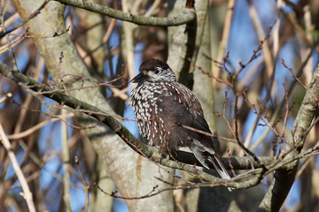 Eurasian nutcracker (Nucifraga caryocatactes)