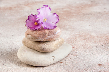 Fototapeta na wymiar Sea stones and flower violet on concret background.