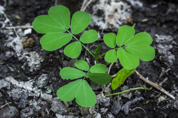 small tree growing closeup nature 