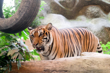 INDOCHINESE TIGER (Panthera tigris corbetti) in the zoo at Thailand