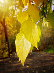 Beautiful Autumn Leaves on the Tree