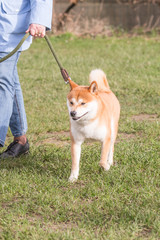 portrait of Shiba Inu dog living in belgium