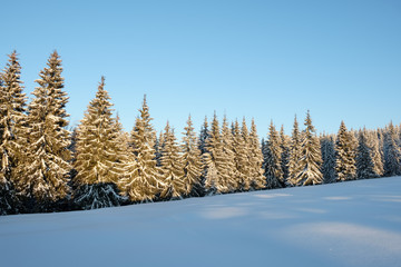 Winter lndscape of a mountain forest covered with snow at sunset.