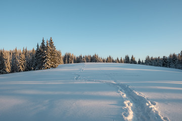 Fototapeta na wymiar Winter lndscape of a mountain forest covered with snow at sunset.