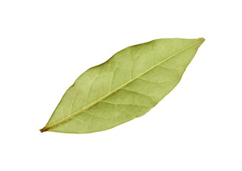 Obraz premium Green laurel leaf isolated on white background