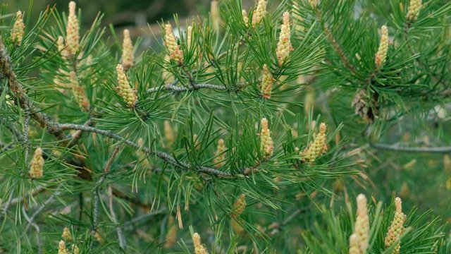 Young green bumps on a pine branches close-up.