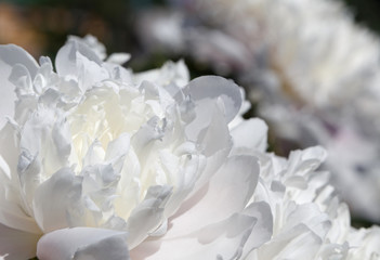 close up of white peony blossom in garden