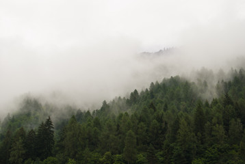 Low clouds above the Abies of a forest