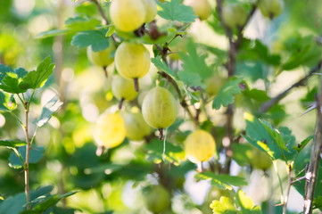 The ripe berries of white gooseberries hang on a branch in the garden.