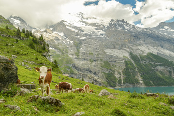 Fototapeta na wymiar Grazing cows above the Oeschinen lake
