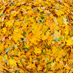 Yellow autumn background with maple fall foliage