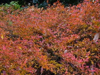紅葉