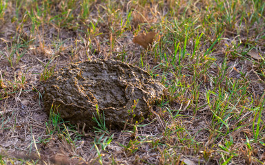 Fresh Cow Patty in a Field