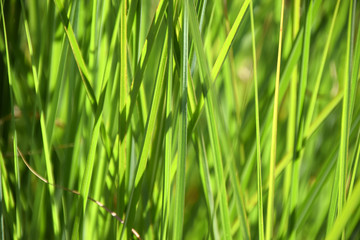 Fototapeta na wymiar green ornamental grass smallweed, reed grass juicy green colored as grasses background