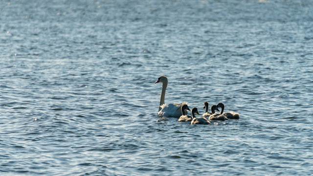 Mother swan with children, swan family