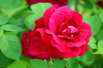 a bud red rose close-up