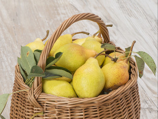 pears gathered in the garden on a wooden table. 