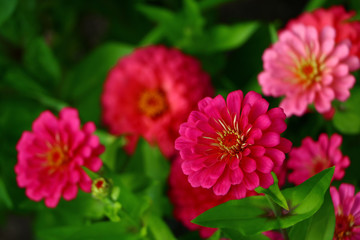 beautiful flower bud close-up