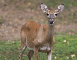 Deer in a meadow on high alert