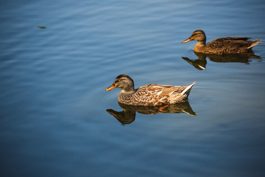 Two Wild Ducks in Pond or Lake with Water Background.  Close up