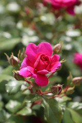 Rosa