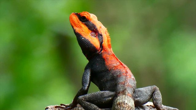 Lizard 4k resolution