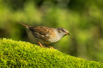 Dunnock (Prunella modularis)