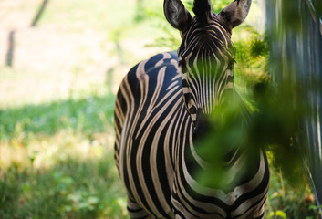 Portrait of Alone Zebra Standing in the Wilderness on the Green Grass