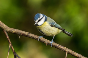 Fototapeta premium Blue Tit (Cyanistes caeruleus)